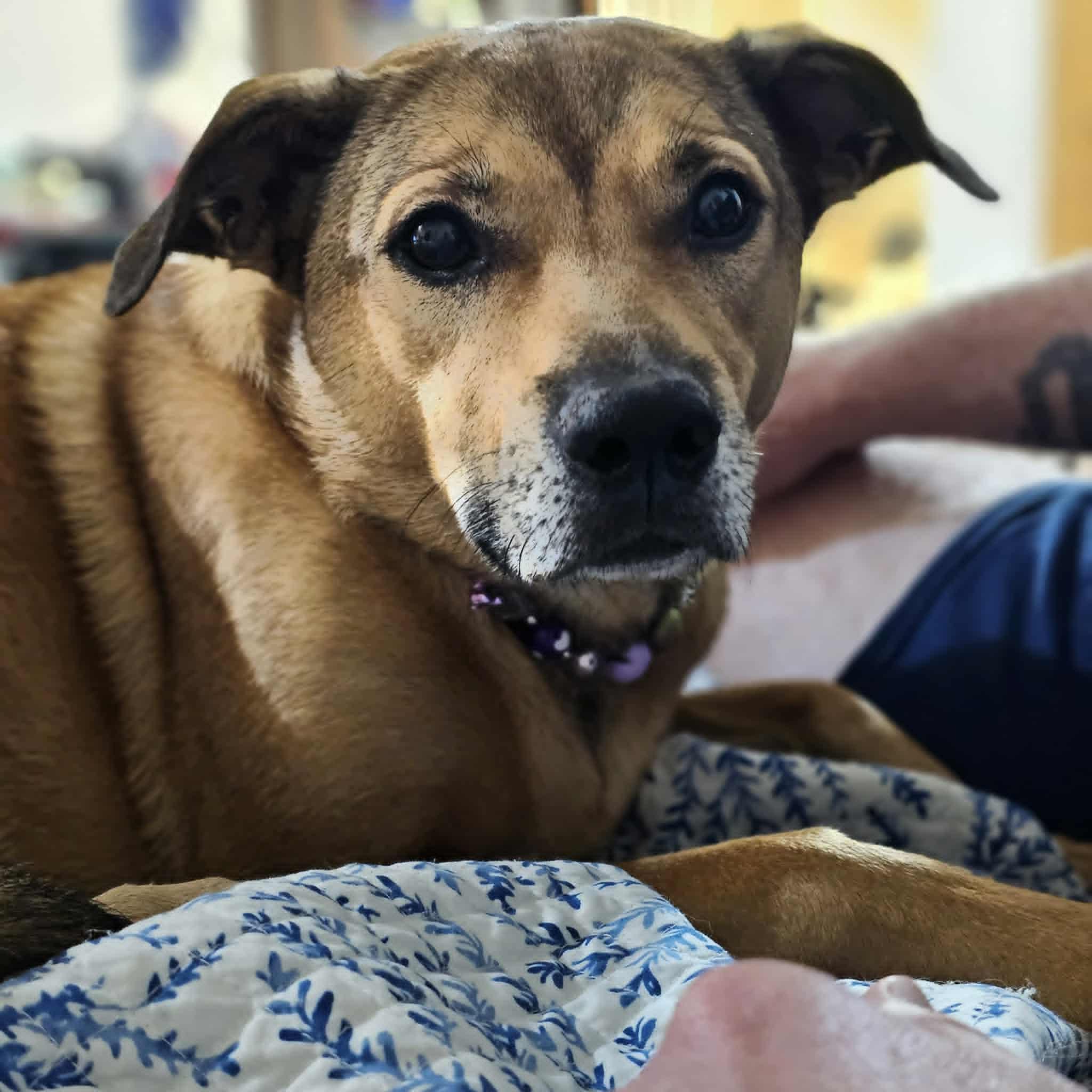 India, a ADOPTABLE mixed breed in Seneca, SC image 5/6
