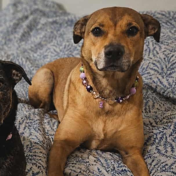India, ADOPTABLE, Adult Female Hound.
