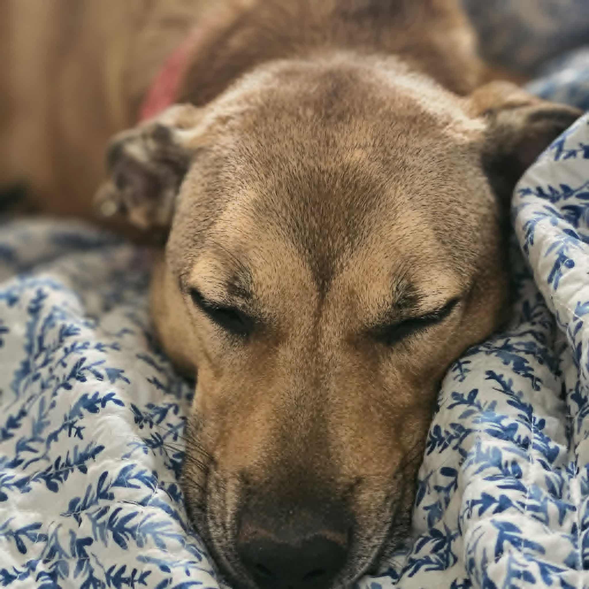 India, a ADOPTABLE mixed breed in Seneca, SC image 2/6