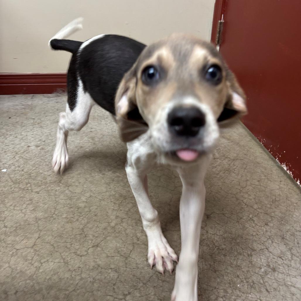 Silo PCFC-Stray-652, Adoptable, Puppy Male Hound.