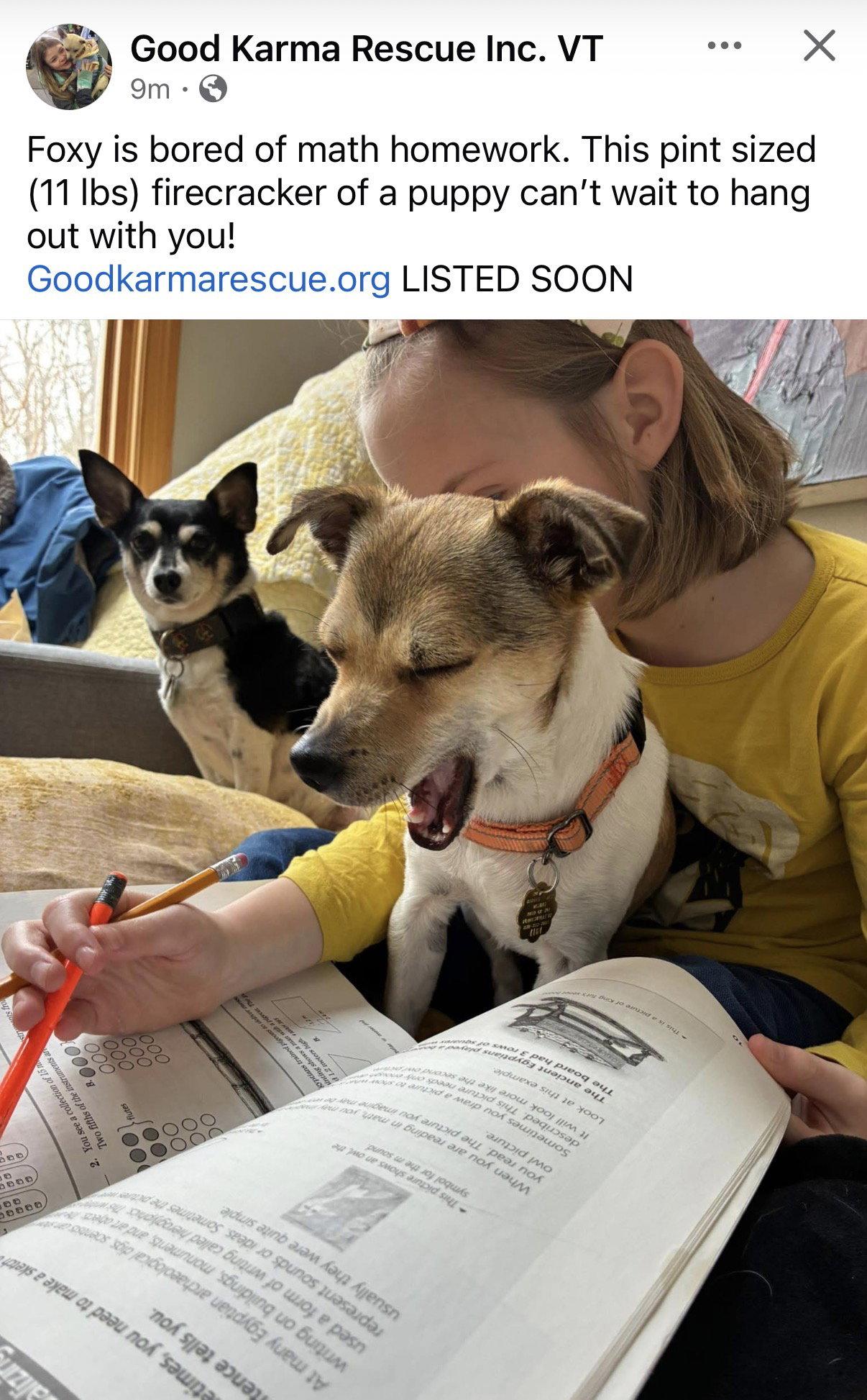 Enlarge Foxy, a Adoptable Jack Russell Terrier in Montpelier, VT image 1/3