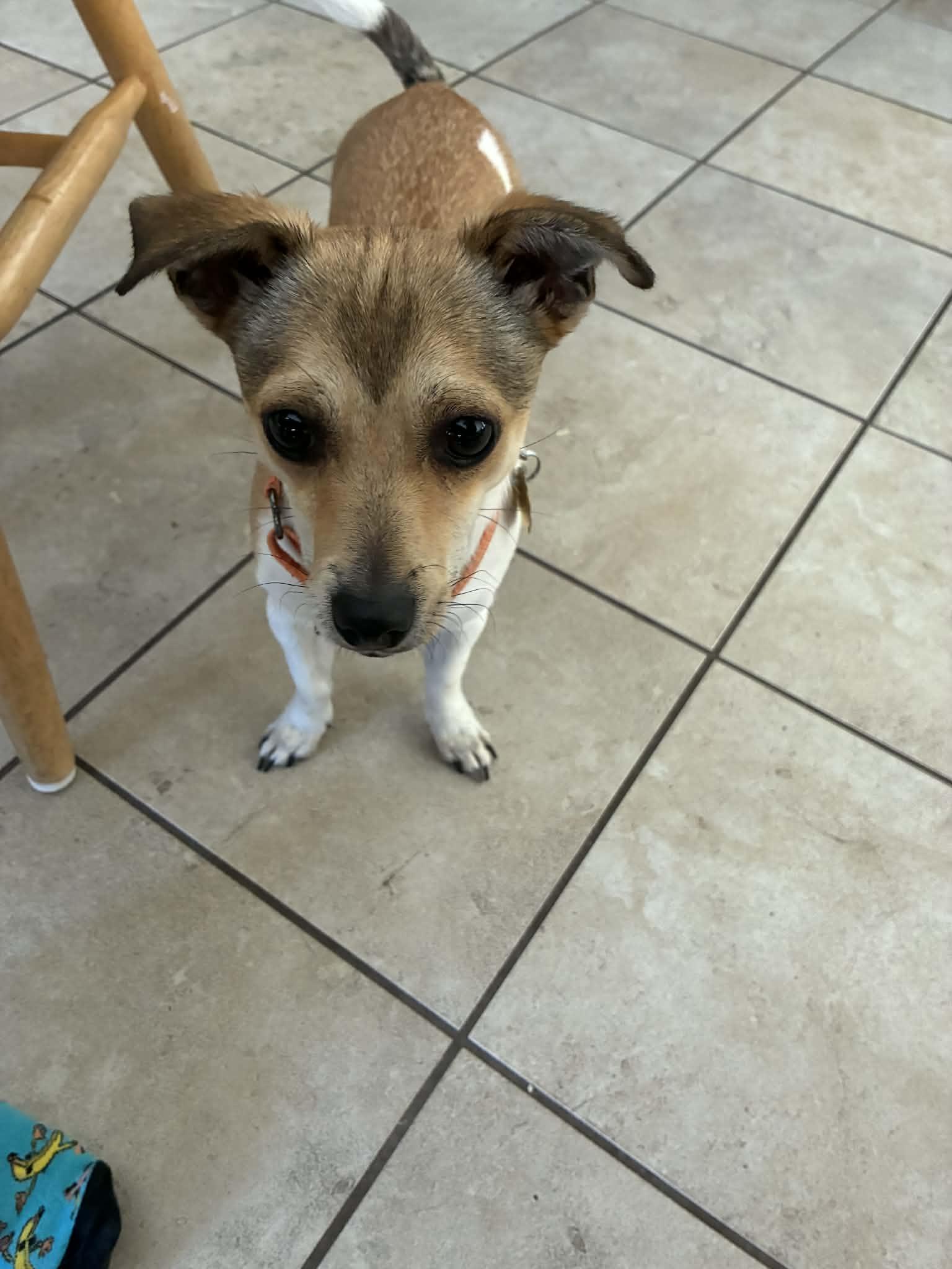 Foxy, Adopted, Puppy Female Jack Russell Terrier.
