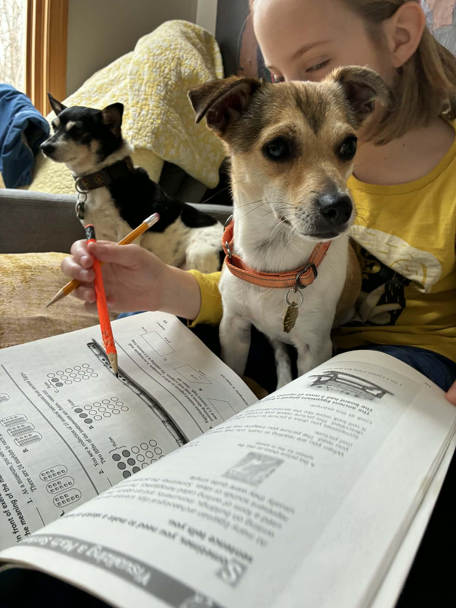 Enlarge Foxy, a Adoptable Jack Russell Terrier in Montpelier, VT image 3/3