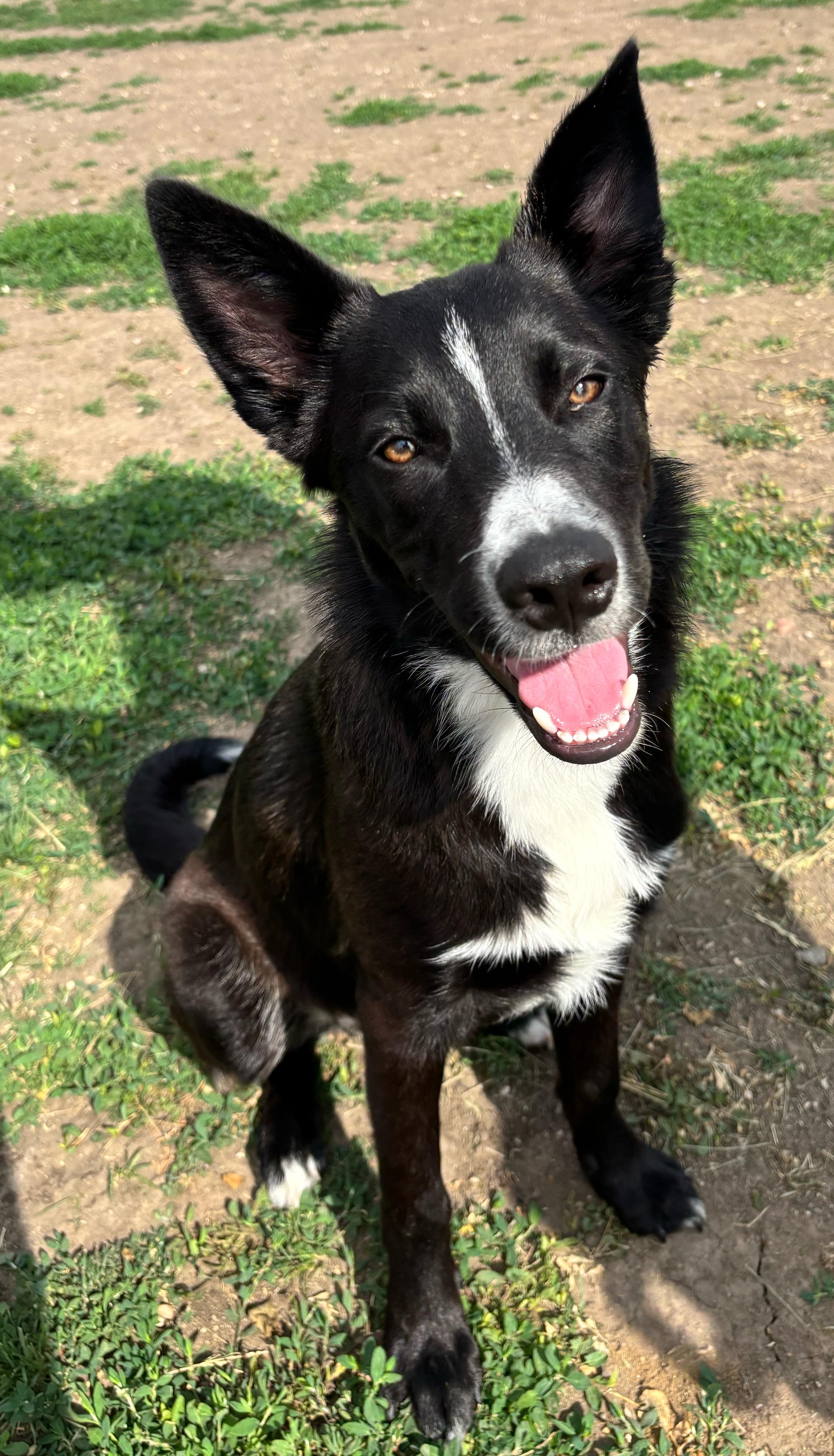 Enlarge Chase, an adopted mixed breed in Rockwell City, IA image 1/3