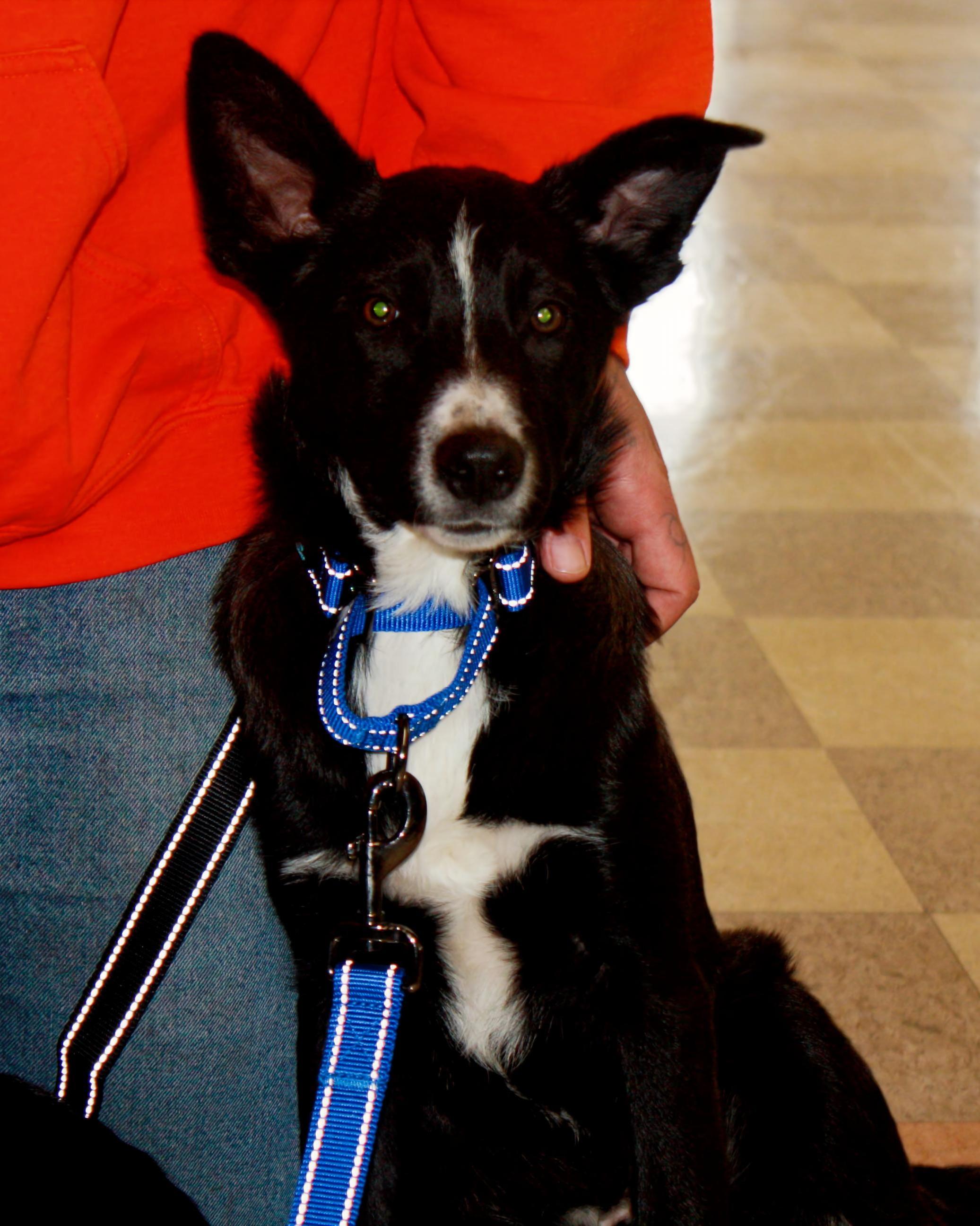Enlarge Chase, a Adoptable mixed breed in Rockwell City, IA image 1/1