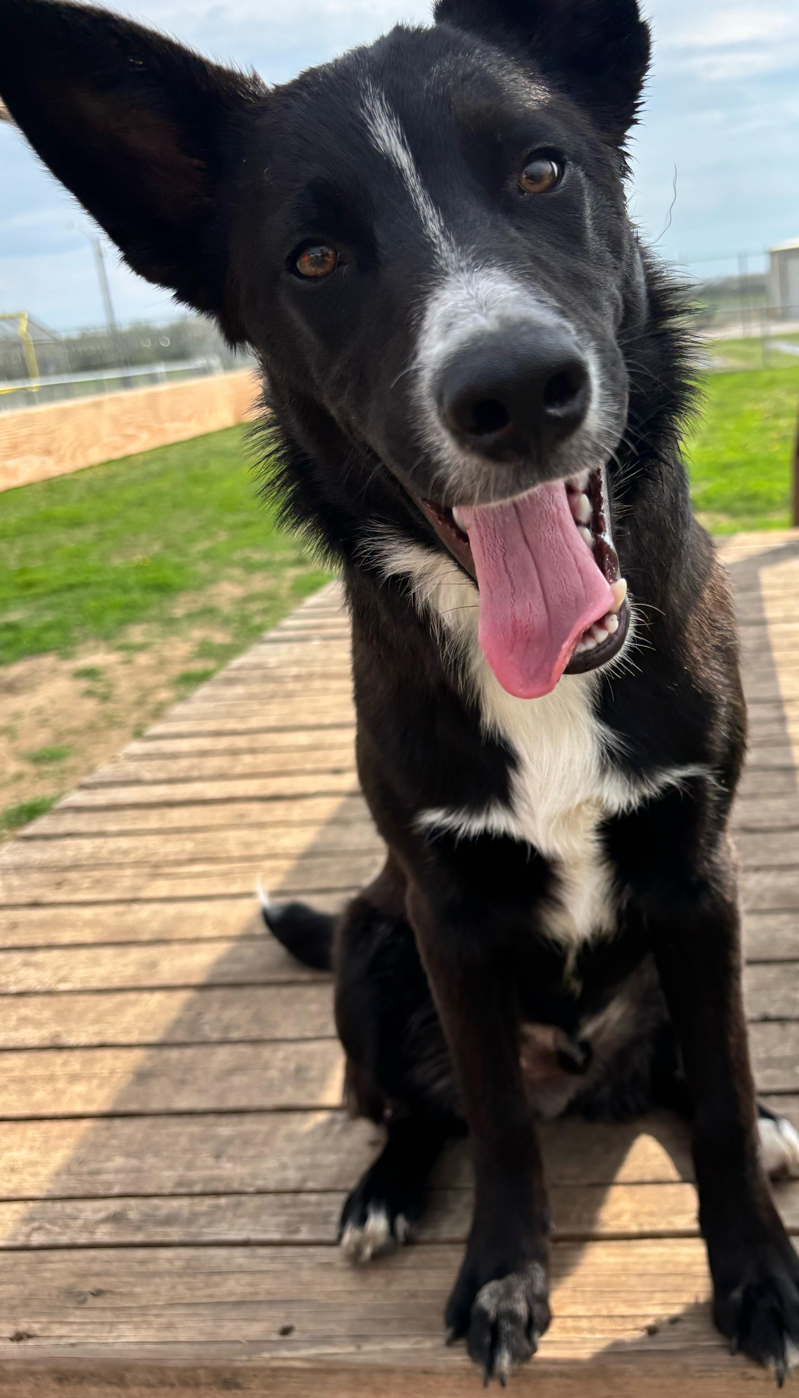 Enlarge Chase, an adopted mixed breed in Rockwell City, IA image 3/3