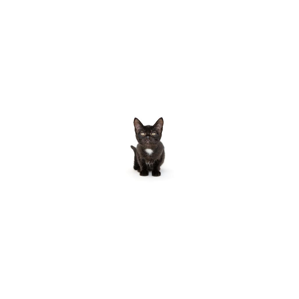 Calista, a Adoptable Domestic Short Hair in Playa Vista, CA image 1/6