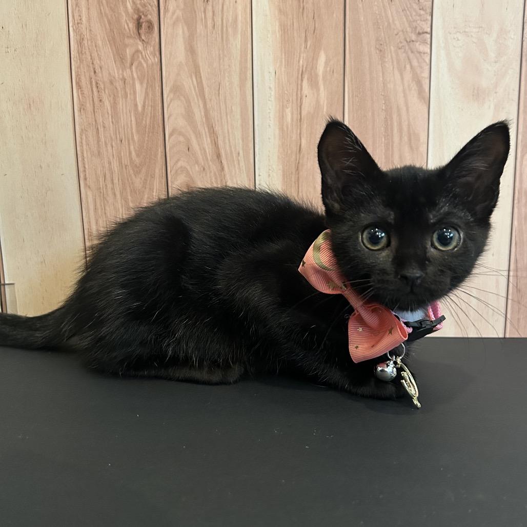 Calista, a Adoptable Domestic Short Hair in Playa Vista, CA image 2/6