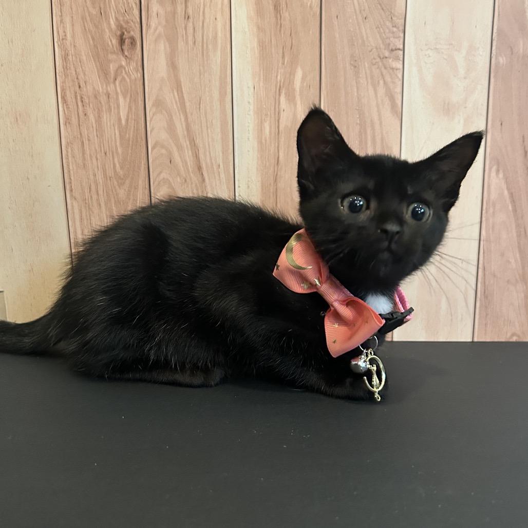 Calista, a Adoptable Domestic Short Hair in Playa Vista, CA image 3/6