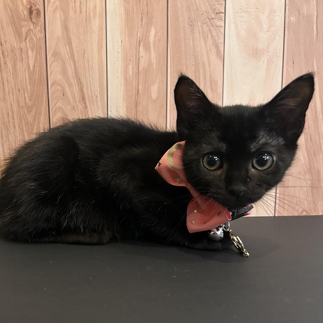 Calista, a Adoptable Domestic Short Hair in Playa Vista, CA image 4/6