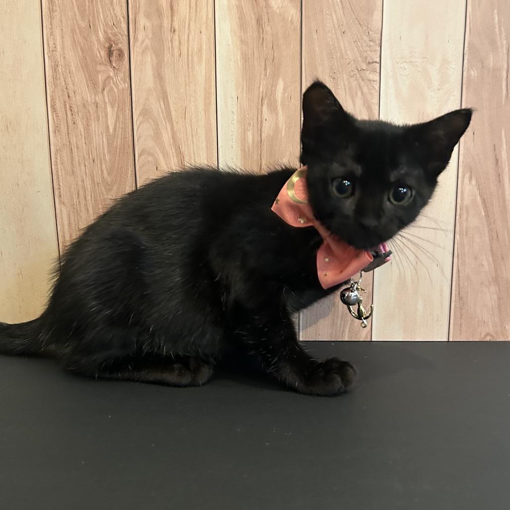 Calista, a Adoptable Domestic Short Hair in Playa Vista, CA image 5/6