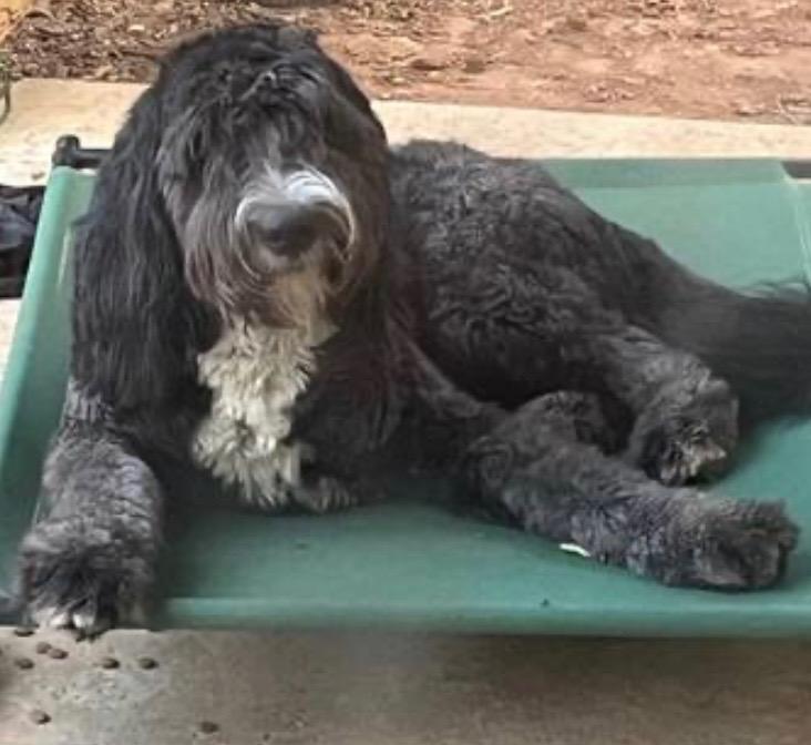 Moonya, Adoptable, Young Male Golden Retriever & Old English Sheepdog.