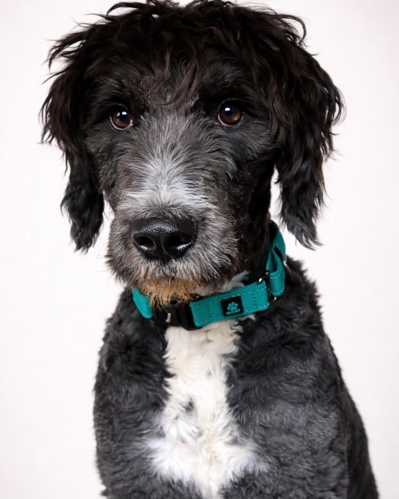 Enlarge Moonya, a Adoptable mixed breed in Reno, NV image 2/4