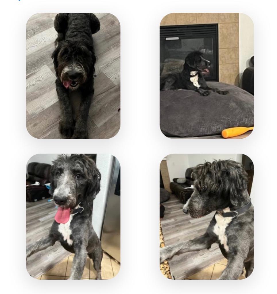 Enlarge Moonya, a Adoptable mixed breed in Reno, NV image 3/4