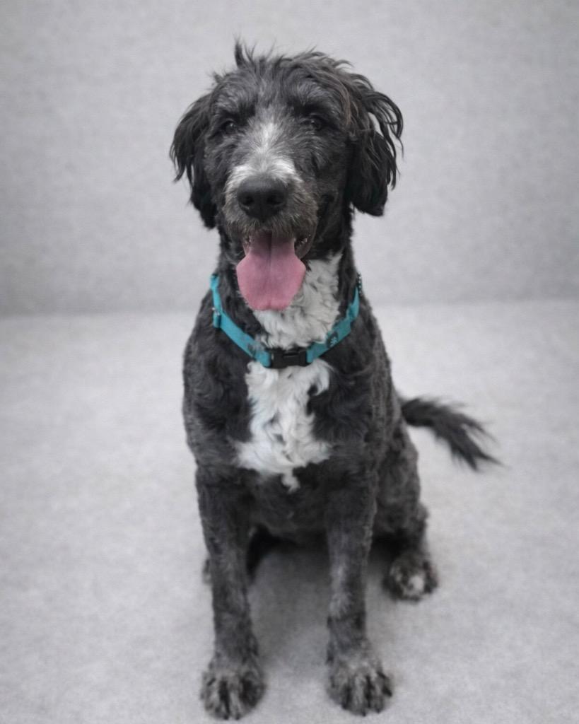 Enlarge Moonya, a Adoptable mixed breed in Reno, NV image 4/4