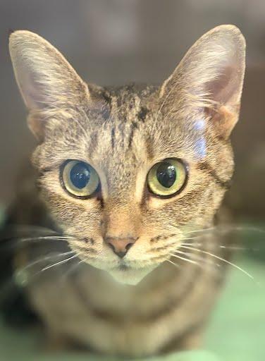 Suzie, Adoptable, Adult Female Domestic Short Hair & Domestic Short Hair.