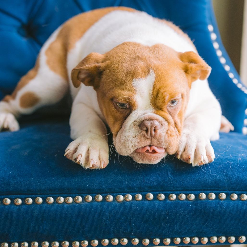 Baby Jane Doe, ADOPTABLE, Puppy Female Beagle & English Bulldog.