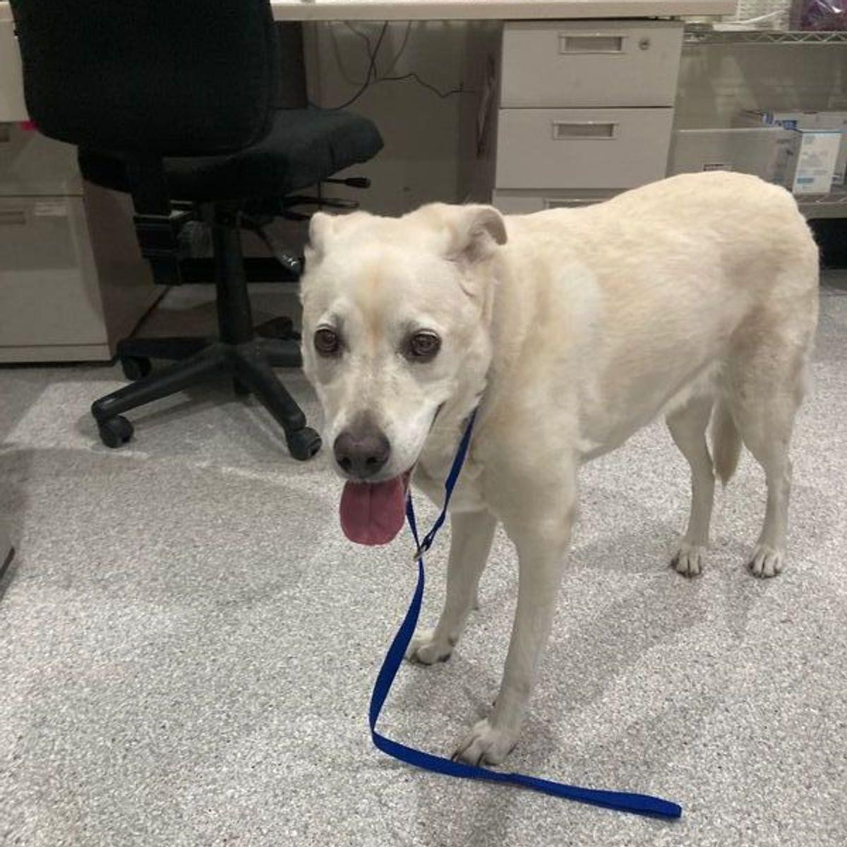 Charlie, Adoptable, Senior Female Labrador Retriever & Mixed Breed.