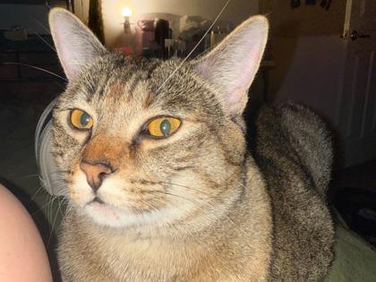 Margie, Adoptable, Young Female Domestic Short Hair & Domestic Short Hair.