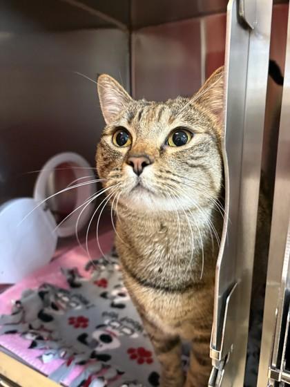 Margie, an adopted mixed breed in Pleasanton, CA image 2/3