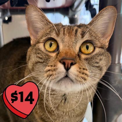 Margie, an adopted mixed breed in Pleasanton, CA image 3/3