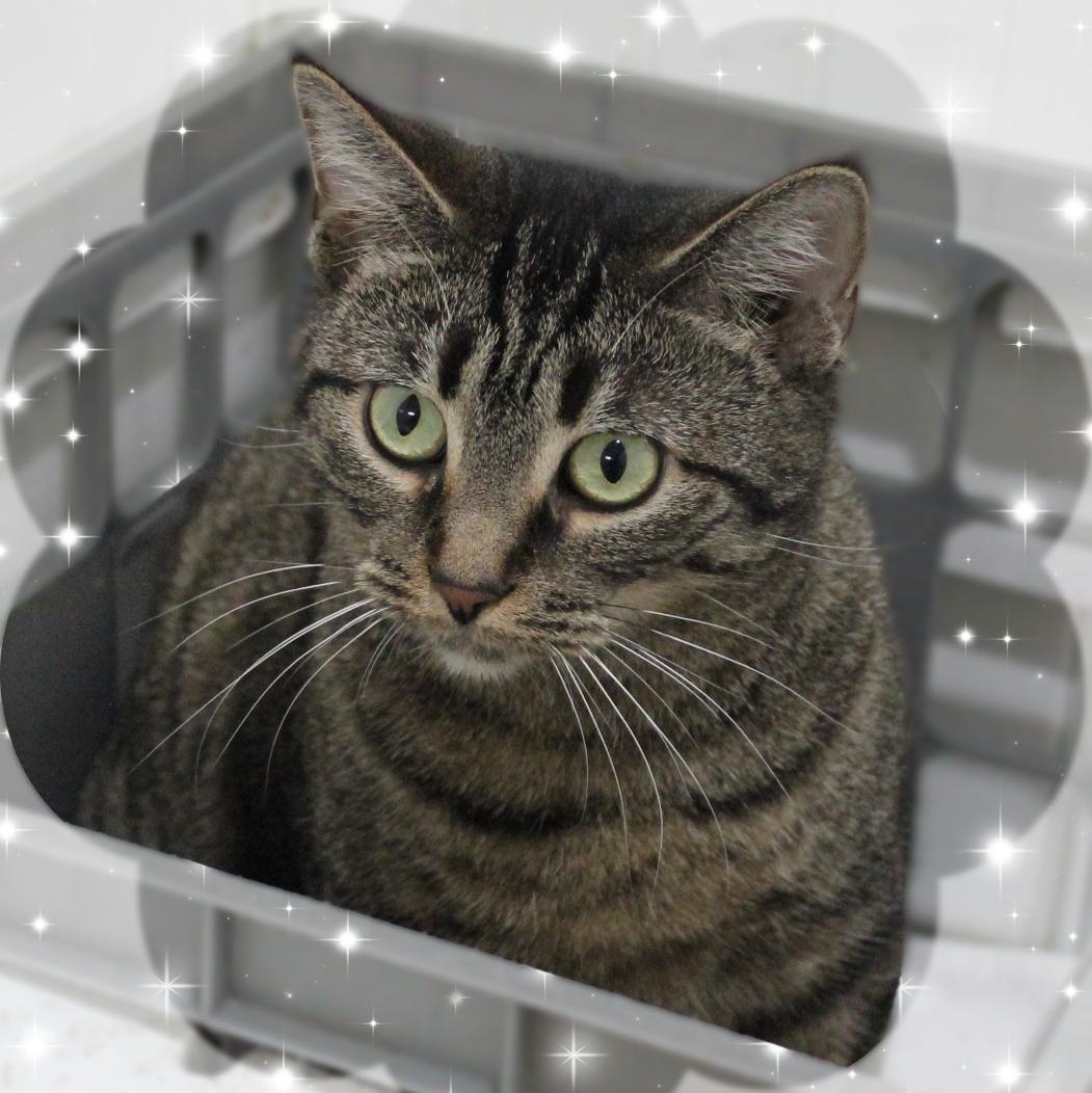 Robin, Adoptable, Adult Female Tabby.