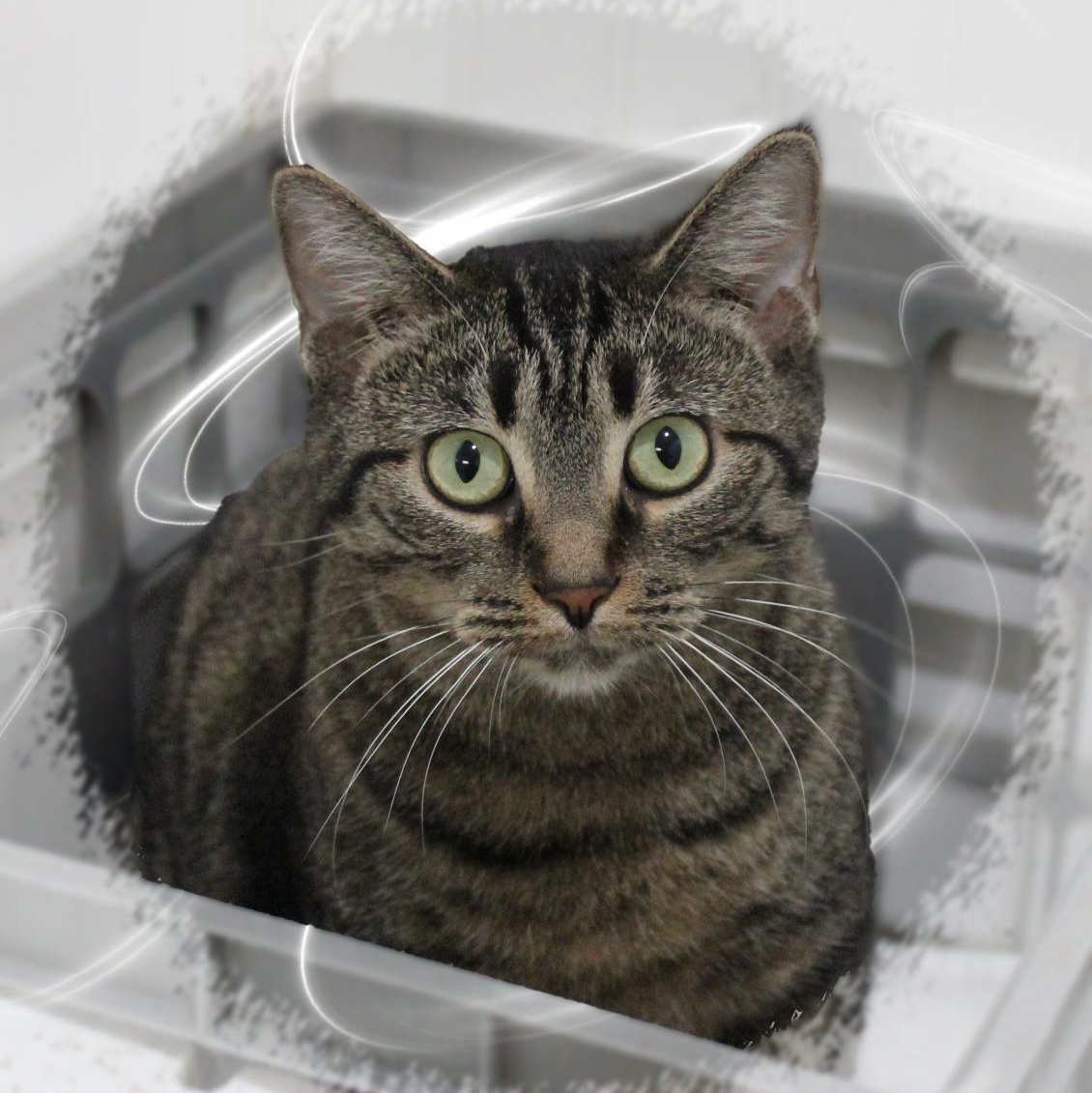 Enlarge Robin, a Adoptable Tabby in Amelia, OH image 2/2