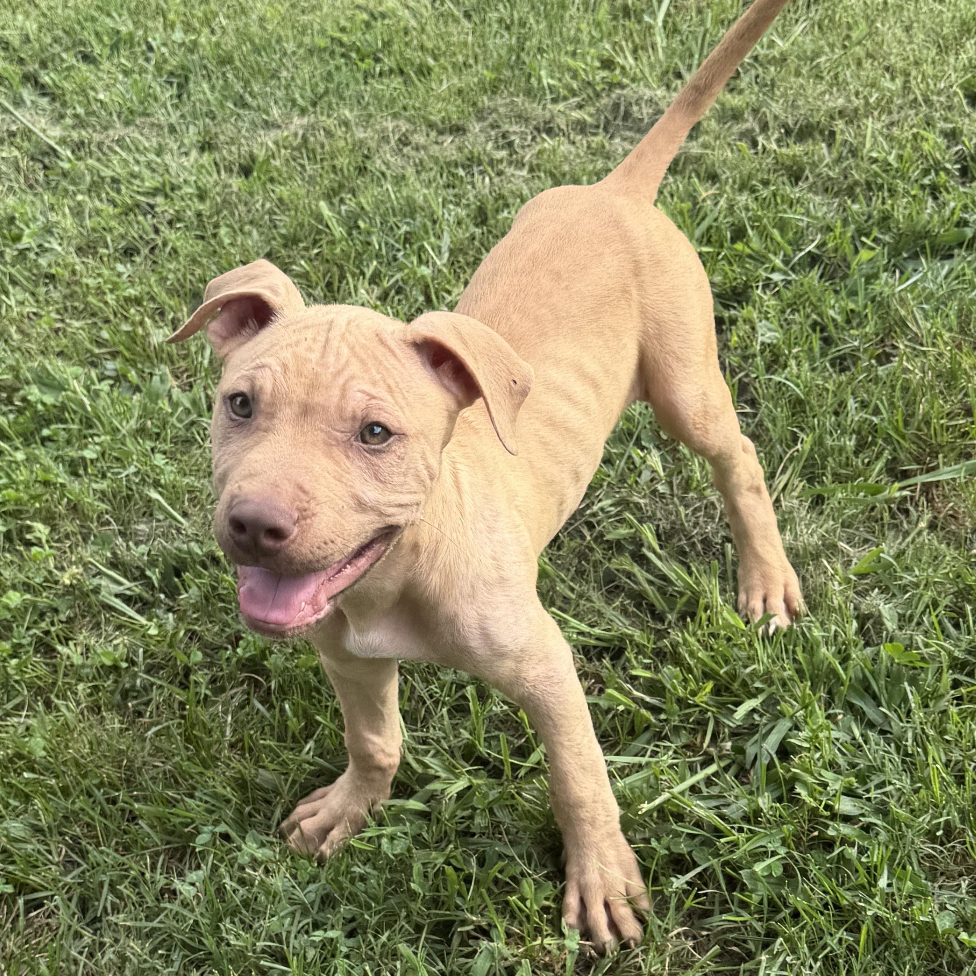 Diesel, a ADOPTABLE American Bully in Knoxville, TN image 4/4
