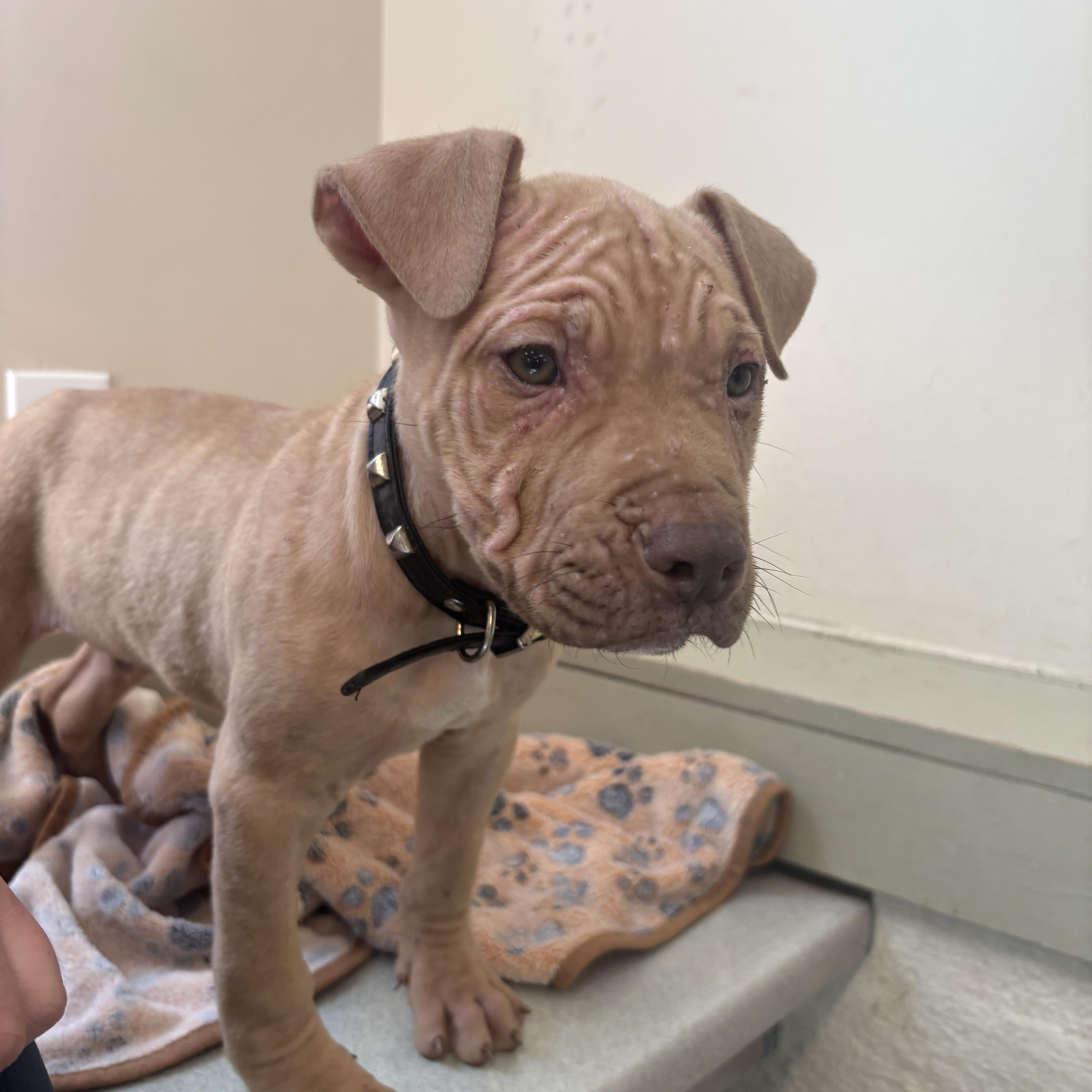 Diesel, a ADOPTABLE American Bully in Knoxville, TN image 1/4