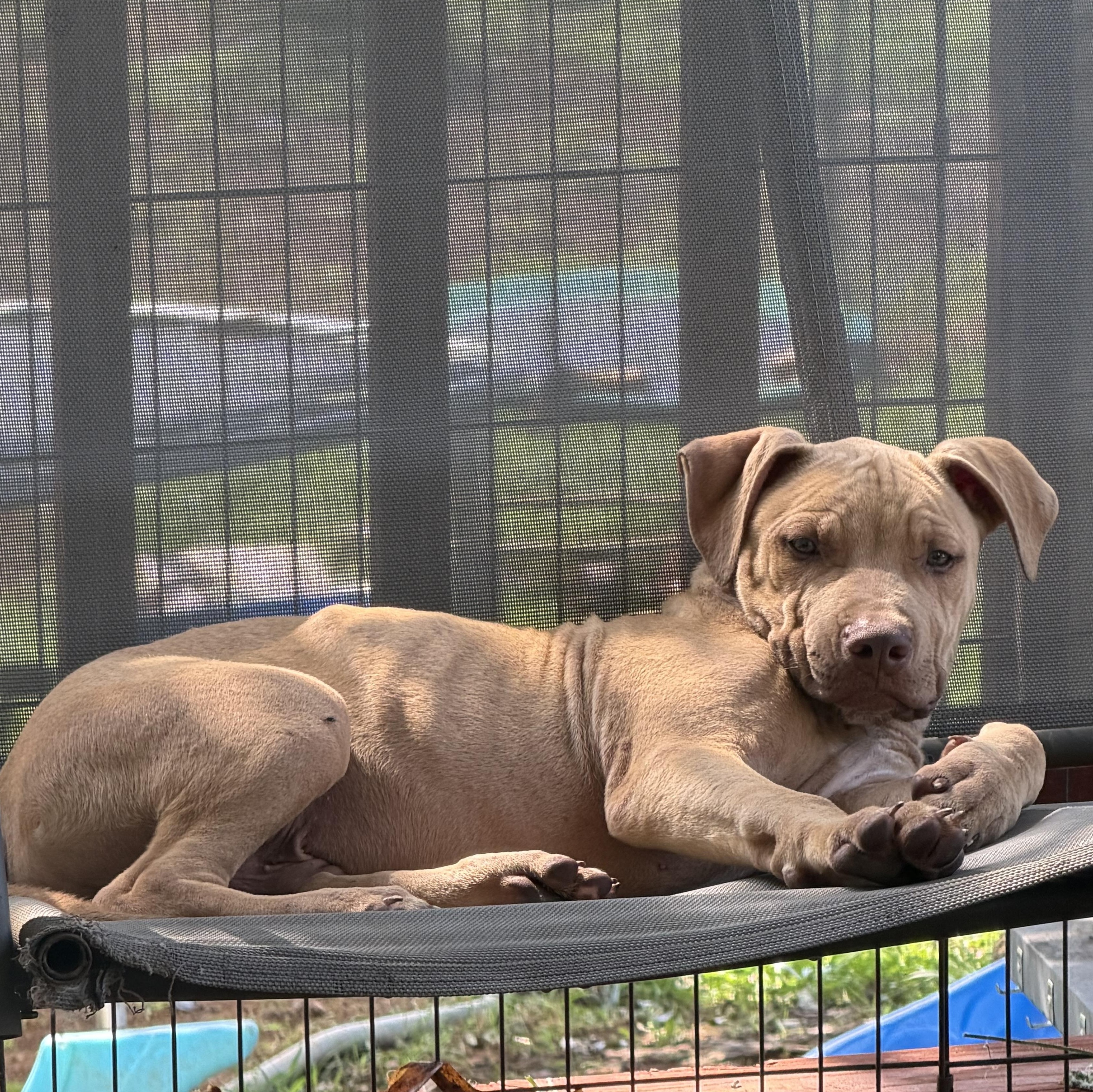 Enlarge Diesel, a ADOPTABLE American Bully in Knoxville, TN image 2/5