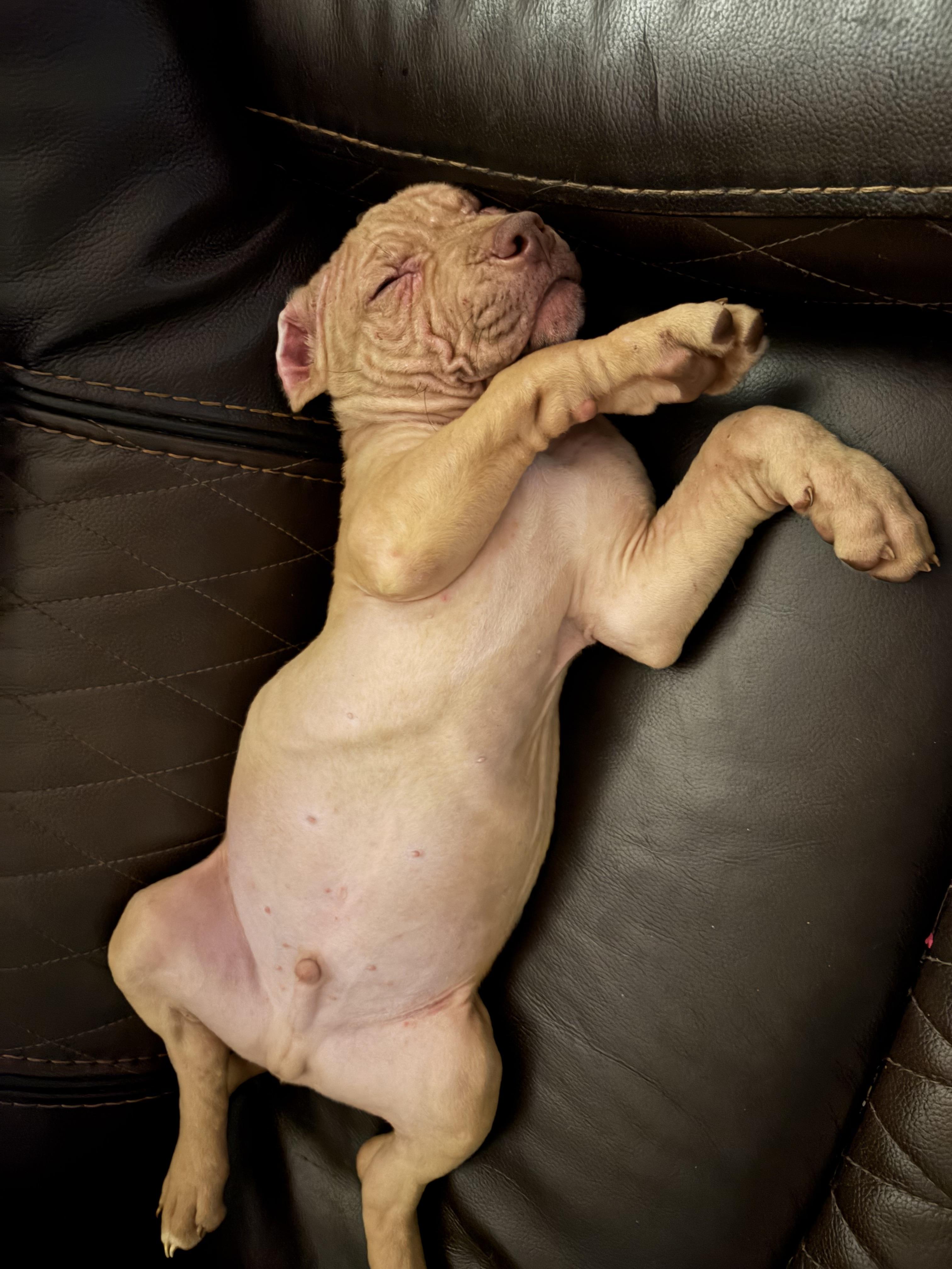 Diesel, a ADOPTABLE American Bully in Knoxville, TN image 3/4