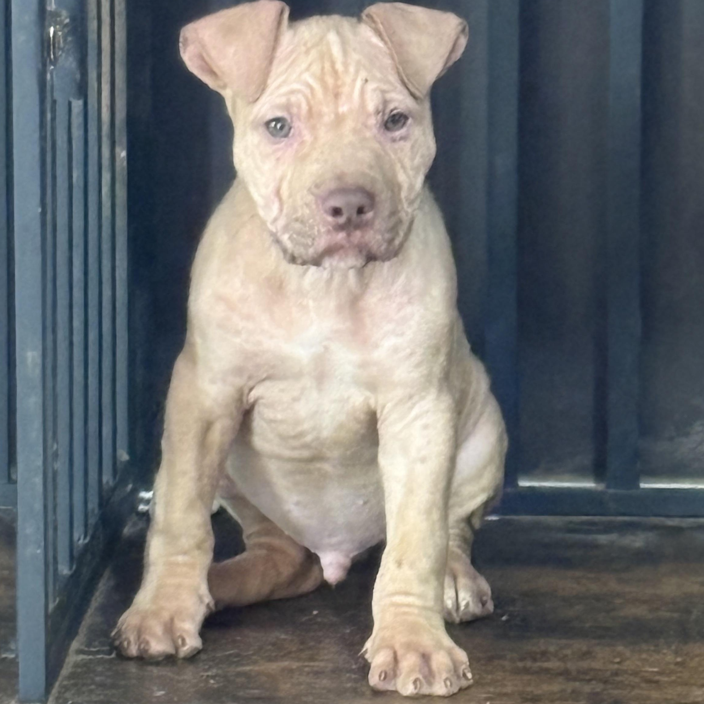 Diesel, ADOPTABLE, Puppy Male American Bully.