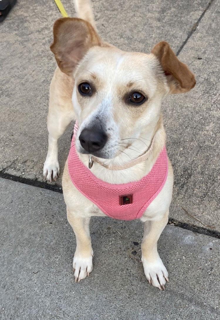 Petunia, Adoptable, Adult Female Terrier & Chihuahua.