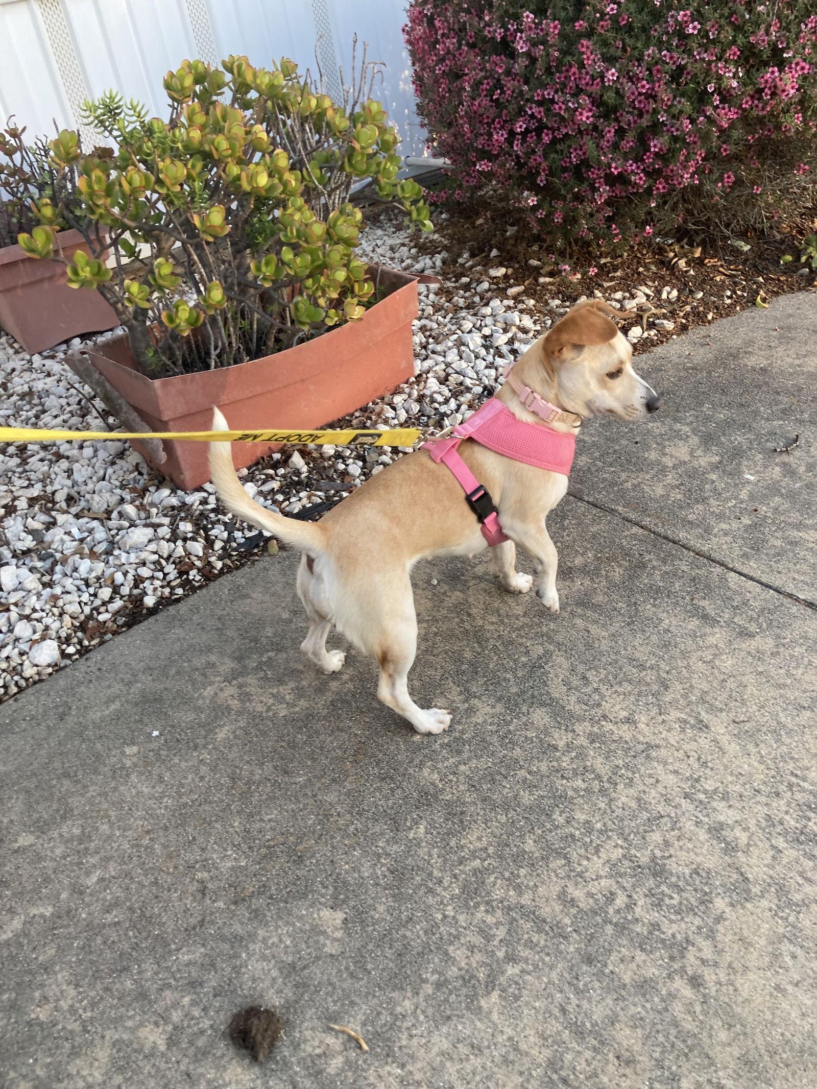 Enlarge Petunia, a Adoptable mixed breed in San Diego, CA image 2/3