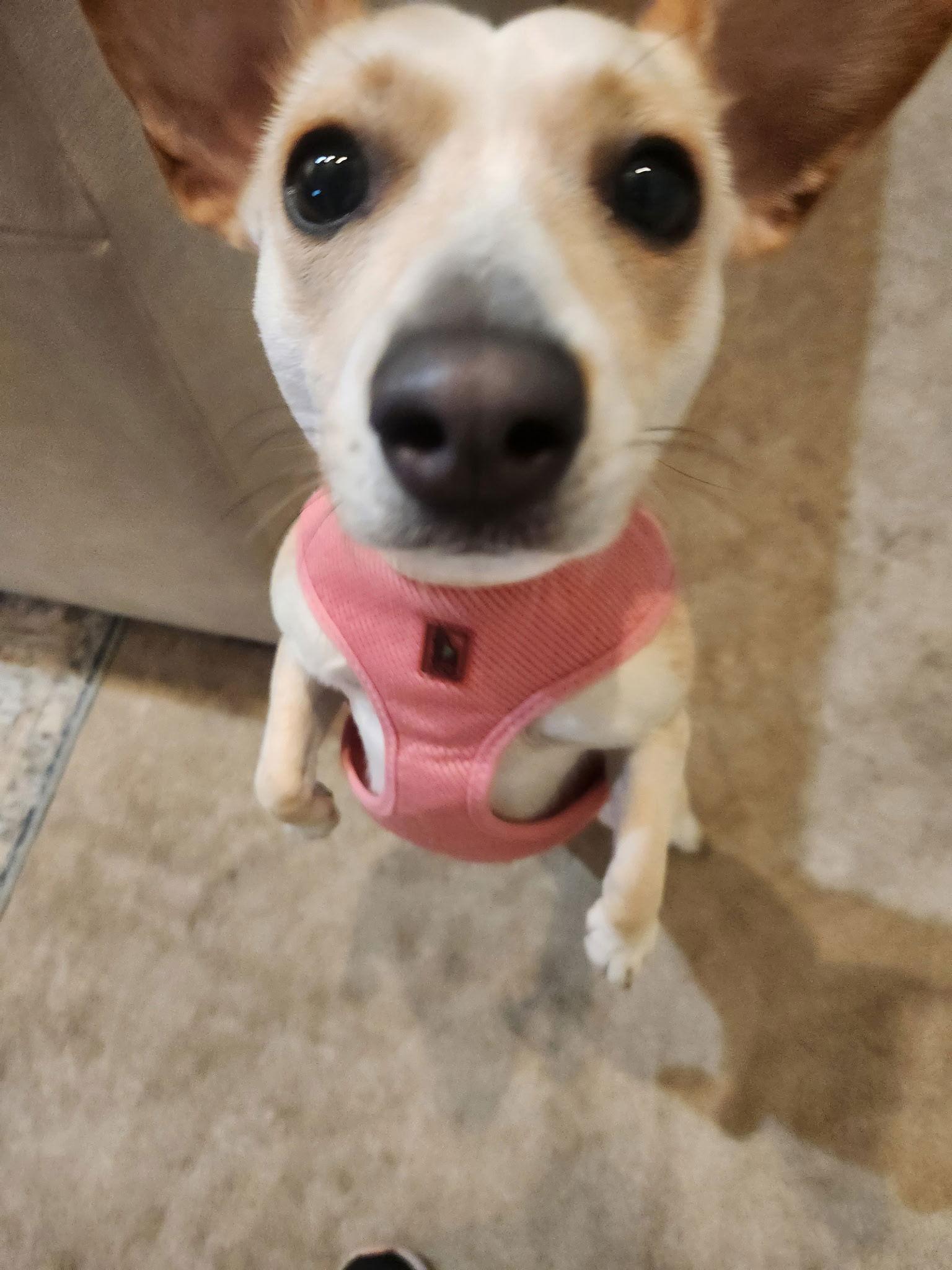 Enlarge Petunia, a Adoptable mixed breed in San Diego, CA image 3/3