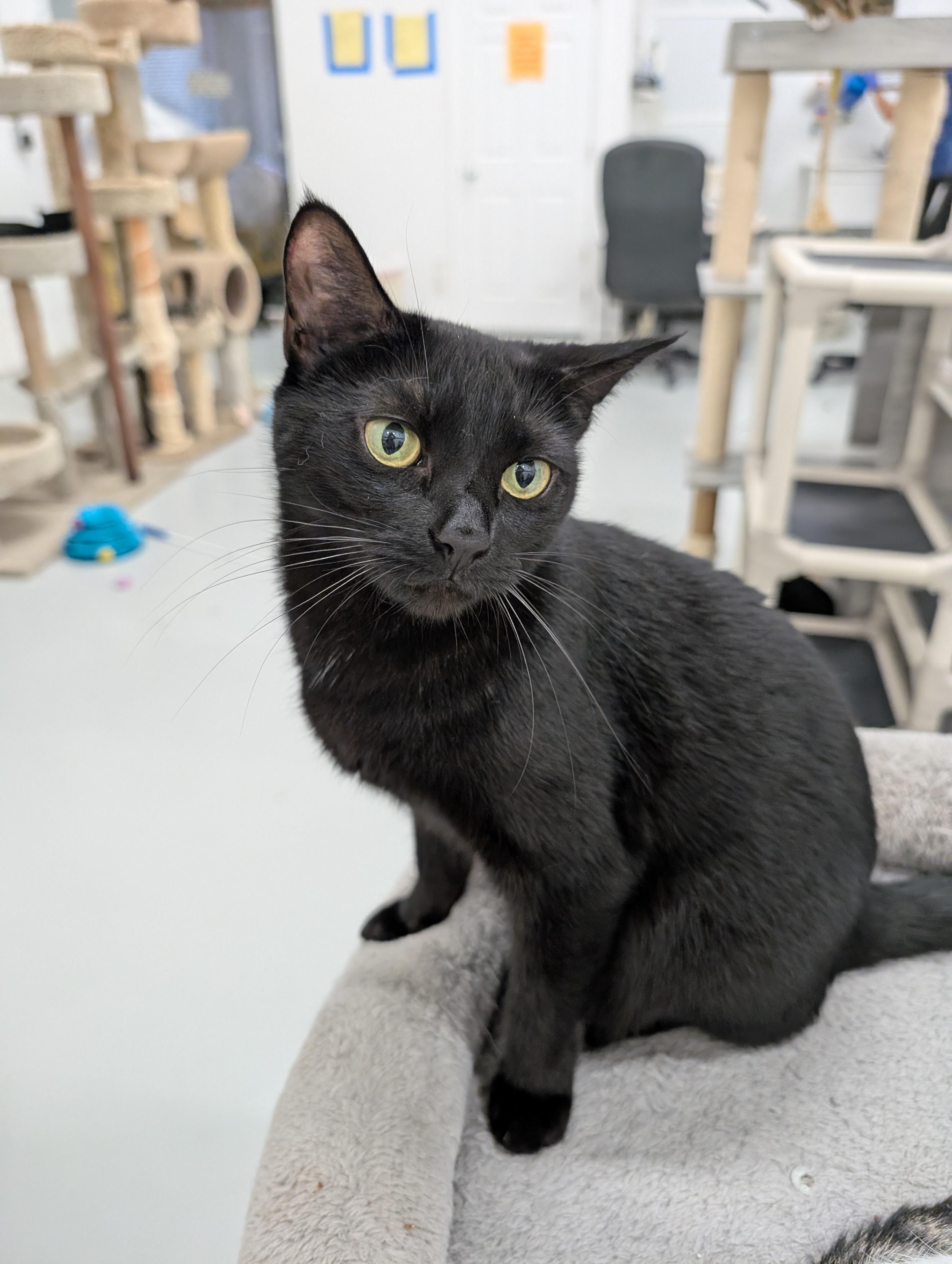 Meep, a Adoptable mixed breed in West Palm Beach, FL image 2/6