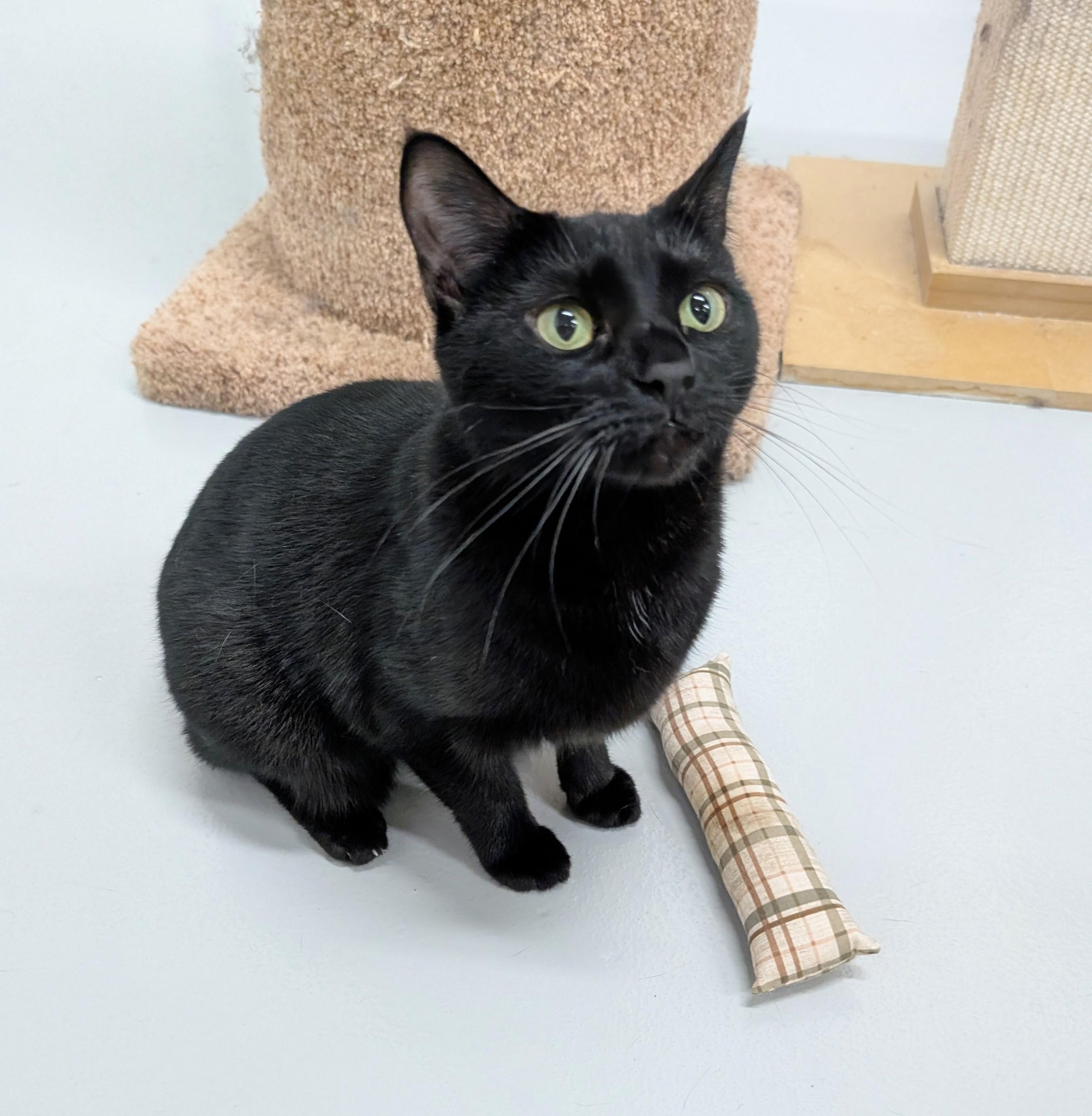 Meep, a Adoptable mixed breed in West Palm Beach, FL image 6/6