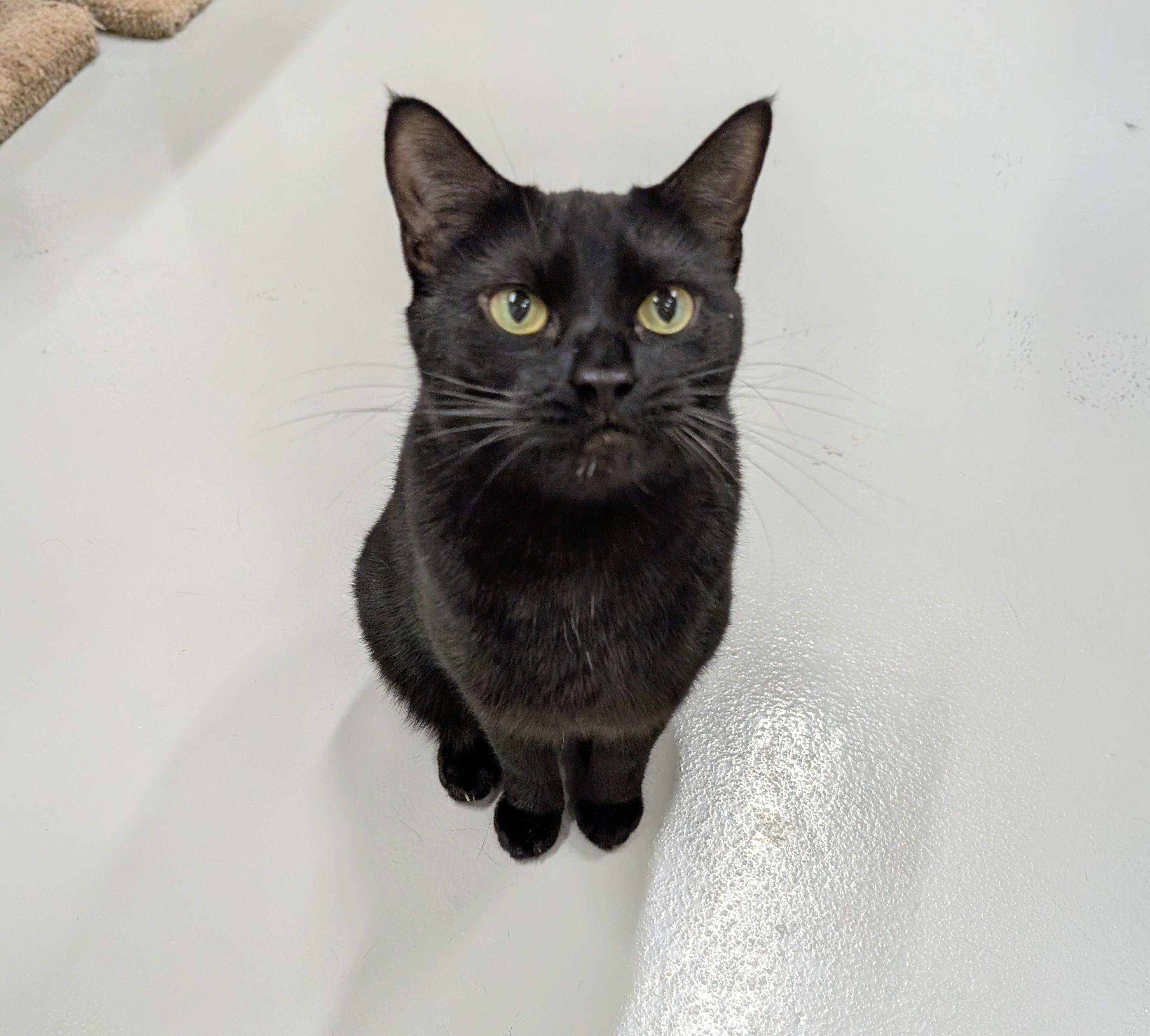 Meep, a Adoptable mixed breed in West Palm Beach, FL image 3/6