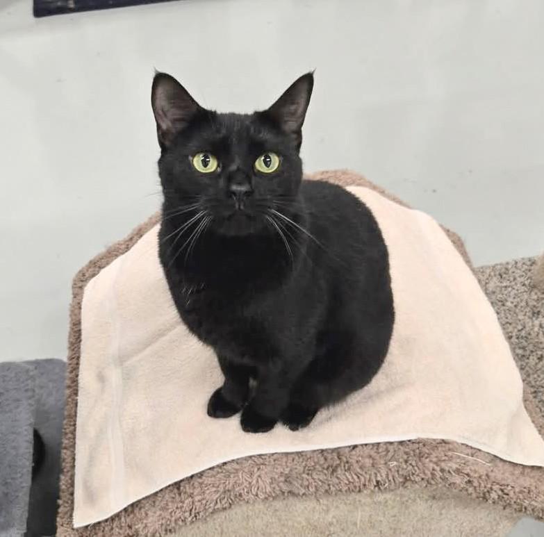 Meep, Adoptable, Young Female Domestic Short Hair & American Shorthair.