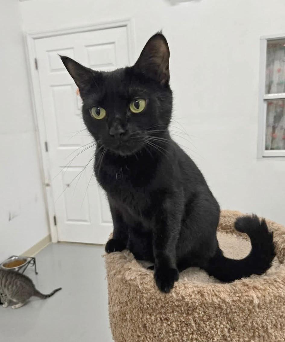 Meep, a Adoptable mixed breed in West Palm Beach, FL image 4/6