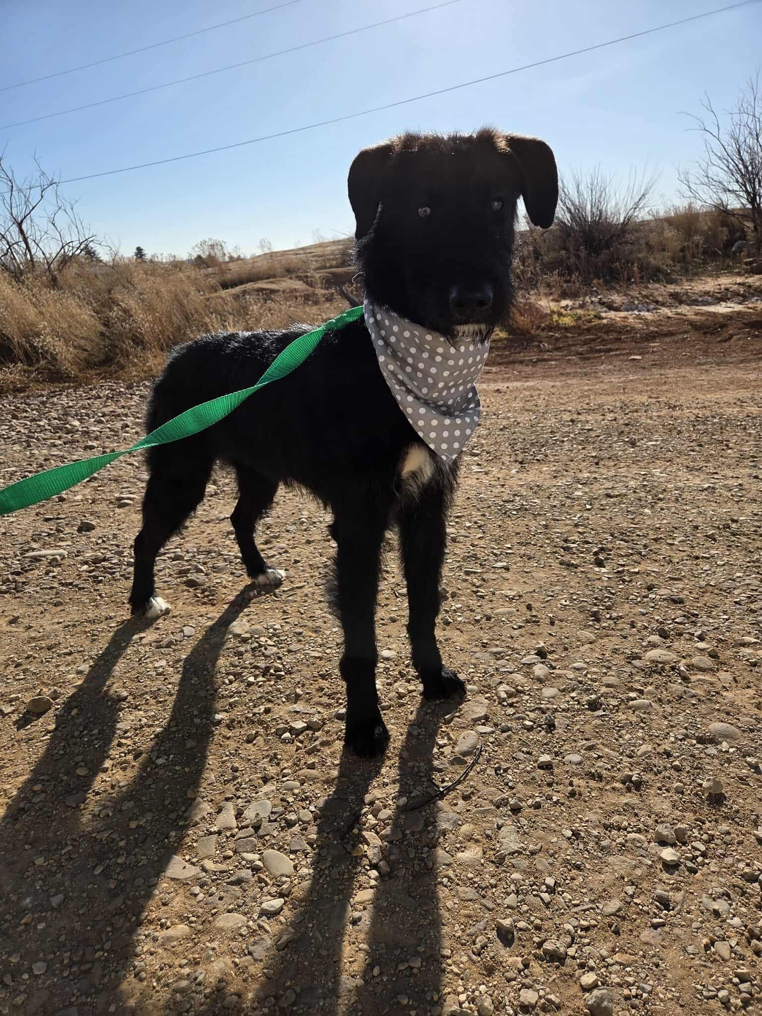 Enlarge Skitter, a ADOPTABLE Mixed Breed in Roosevelt, UT image 1/3