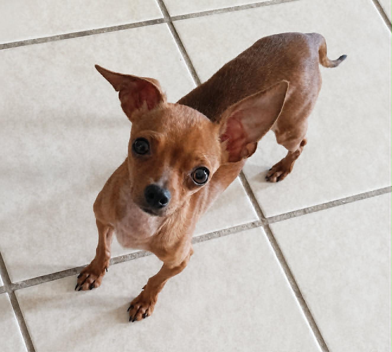 Artie, an adopted Chihuahua in Milton, FL image 1/6