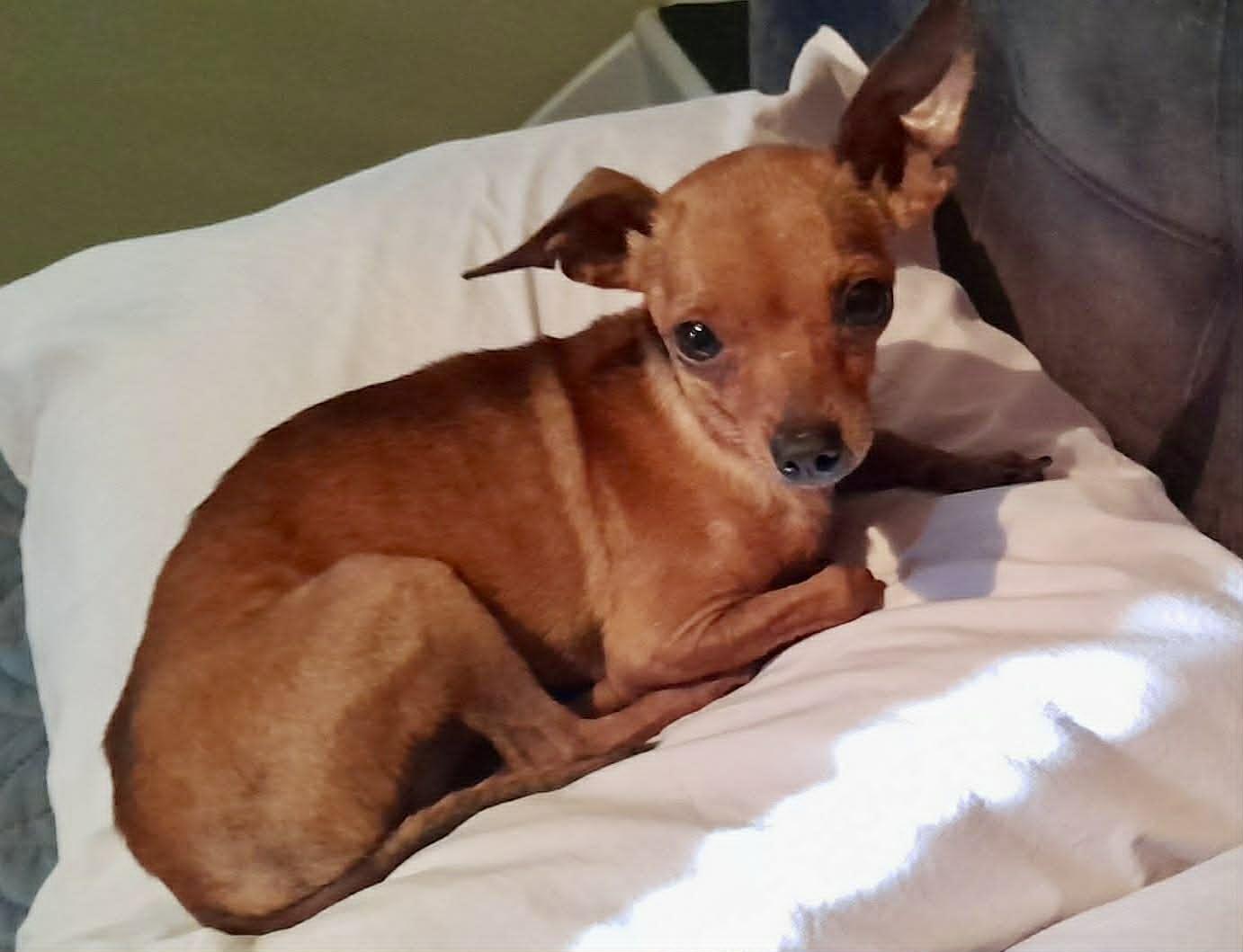 Artie, an adopted Chihuahua in Milton, FL image 6/6