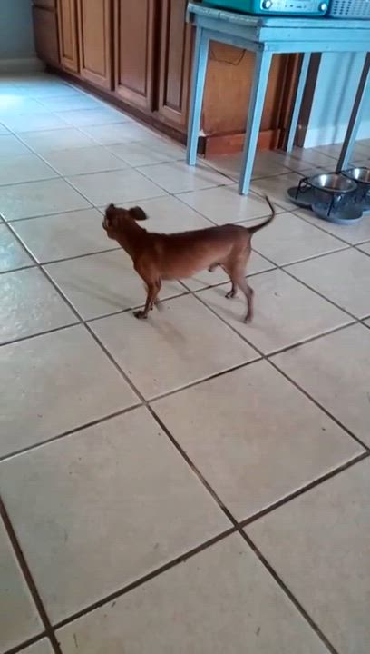 Enlarge Artie, an adopted Chihuahua in Milton, FL video 4/6