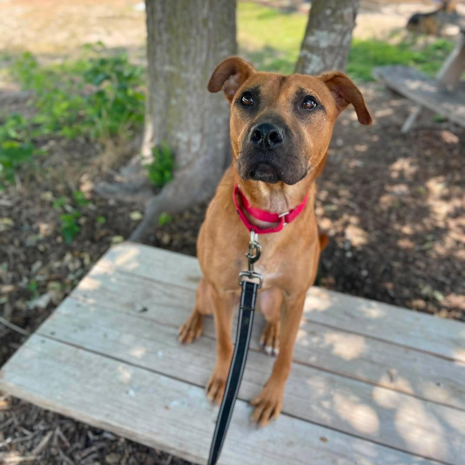Enlarge Lucas, a Adoptable Pit Bull Terrier in Center Point, TX image 4/5