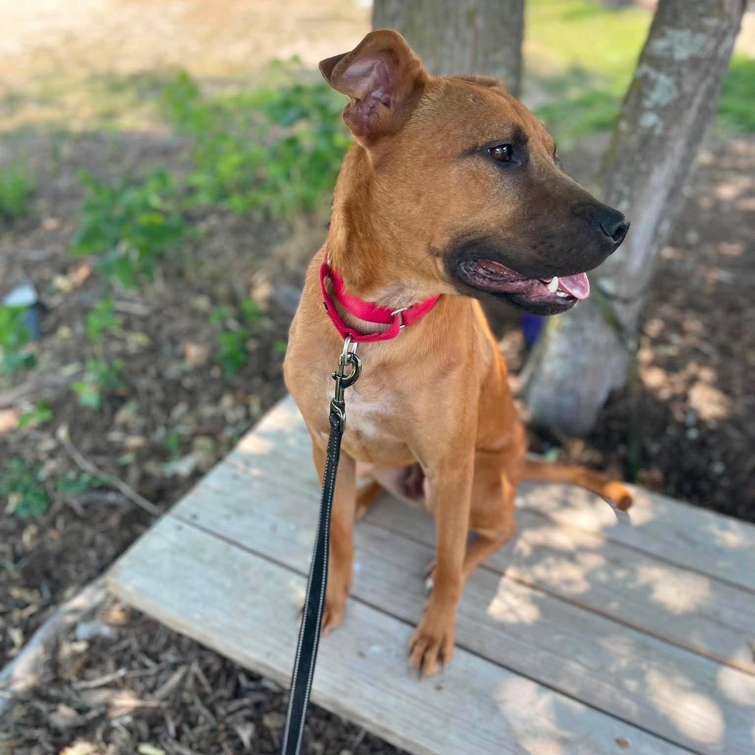Enlarge Lucas, a Adoptable Pit Bull Terrier in Center Point, TX image 3/5