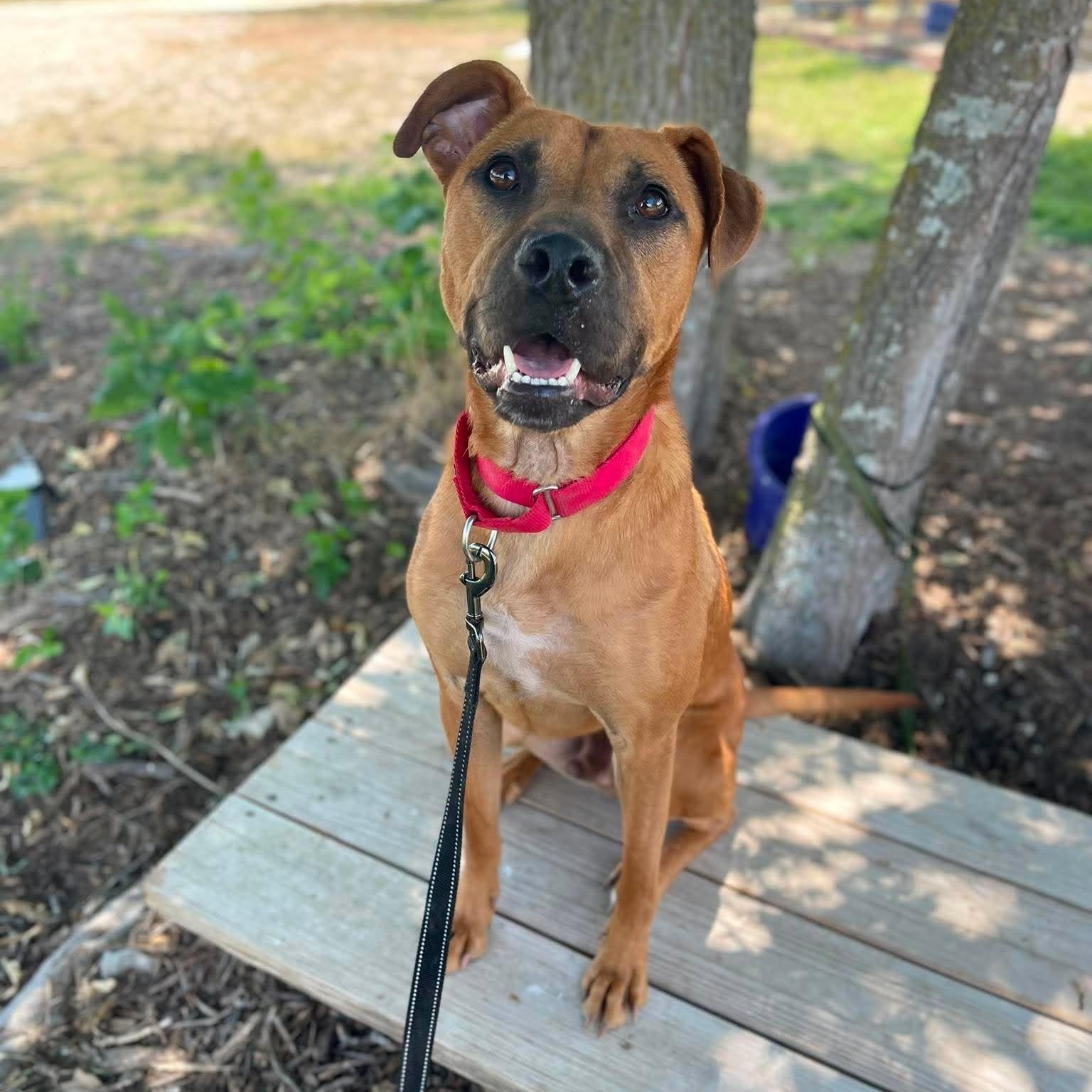 Enlarge Lucas, a Adoptable Pit Bull Terrier in Center Point, TX image 2/5