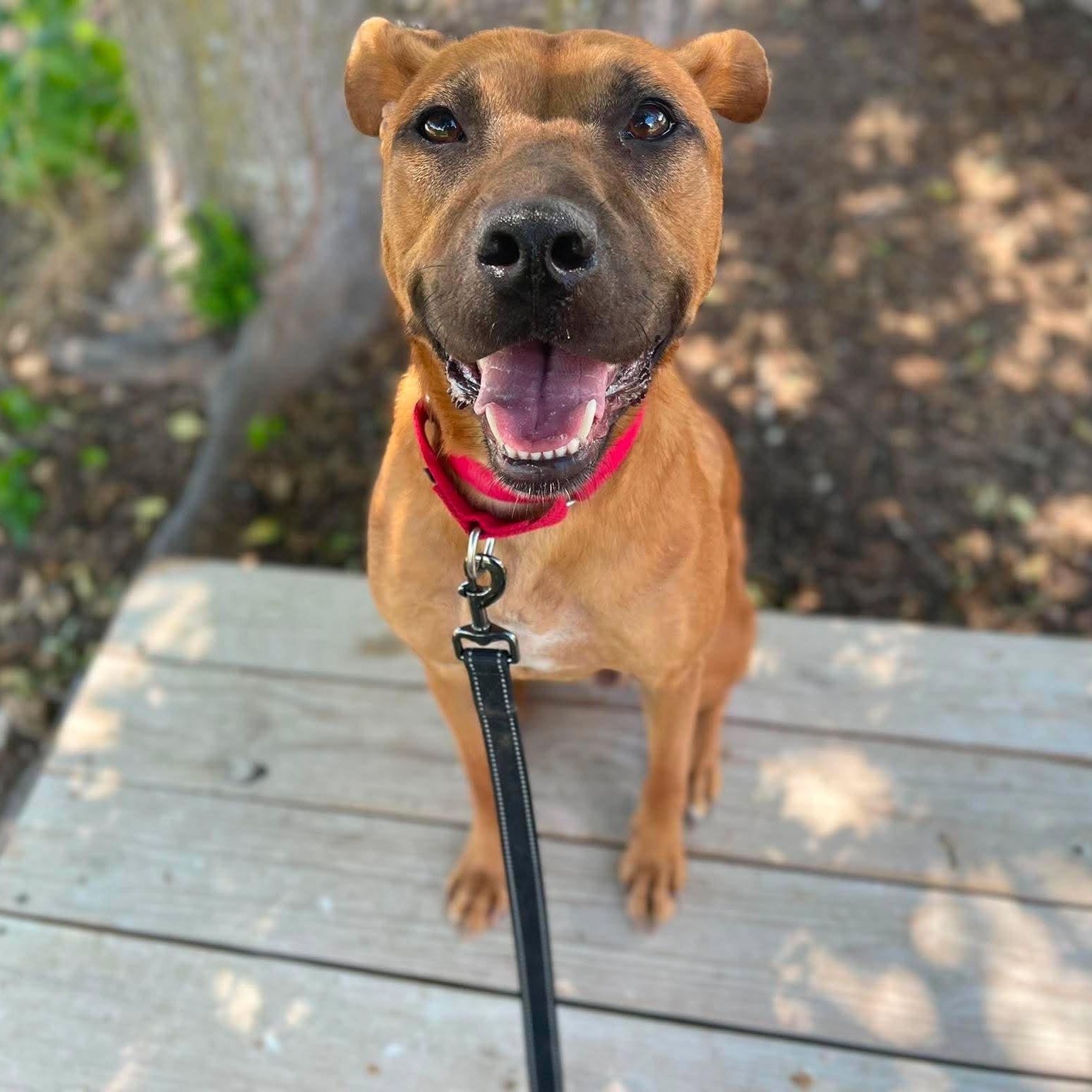 Lucas, Adoptable, Young Male Pit Bull Terrier.