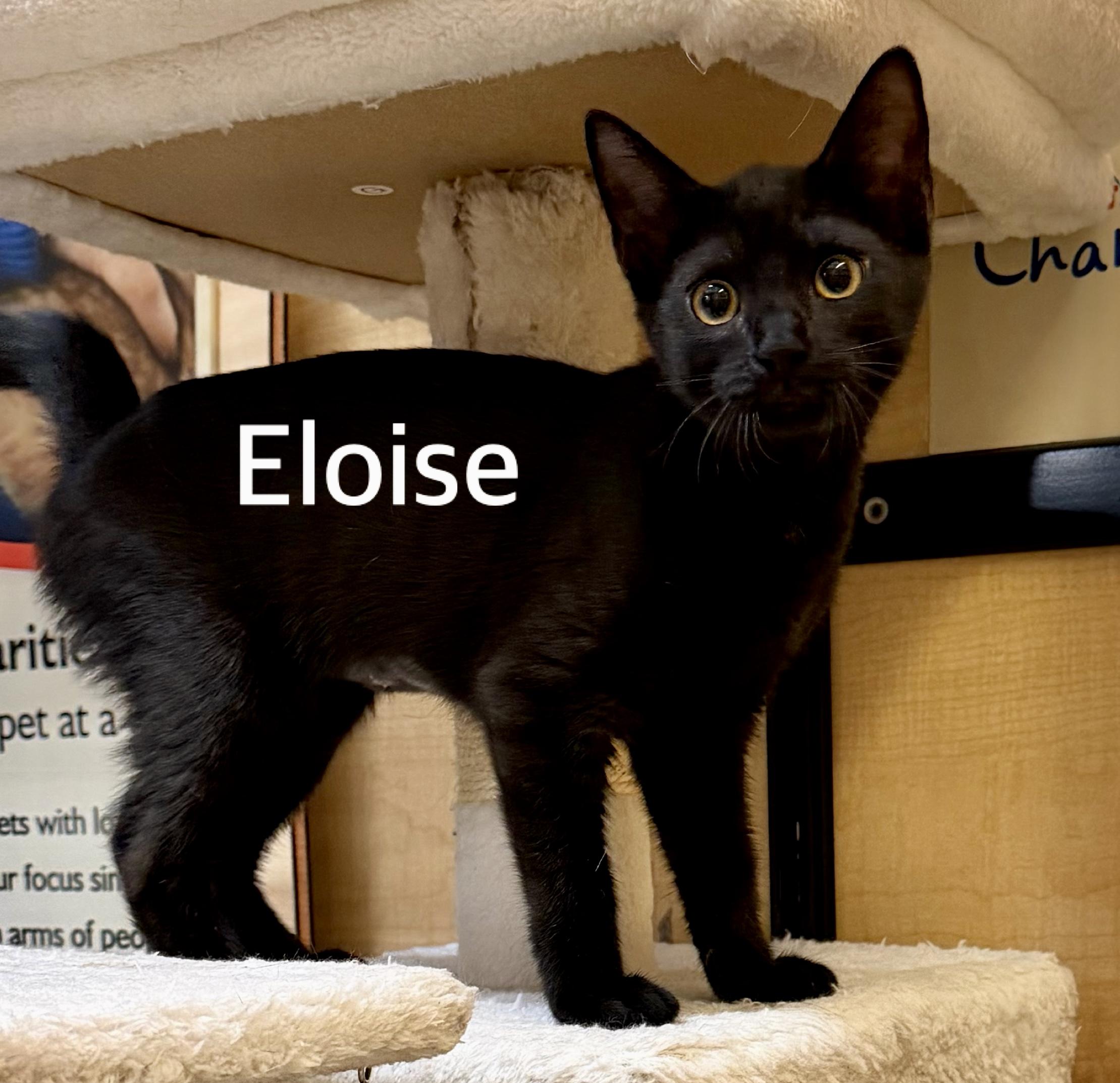 Eloise, ADOPTABLE, Kitten Female Domestic Short Hair.