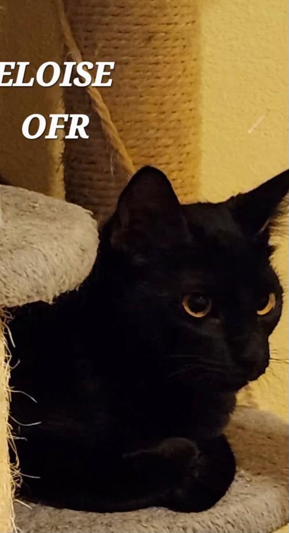 Enlarge Eloise, a Adoptable Domestic Short Hair in Owasso, OK image 3/3
